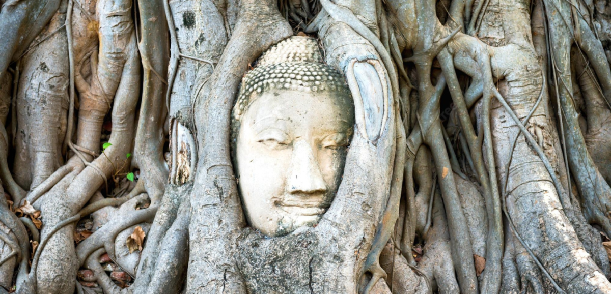 Testa di Buddha tra le radici